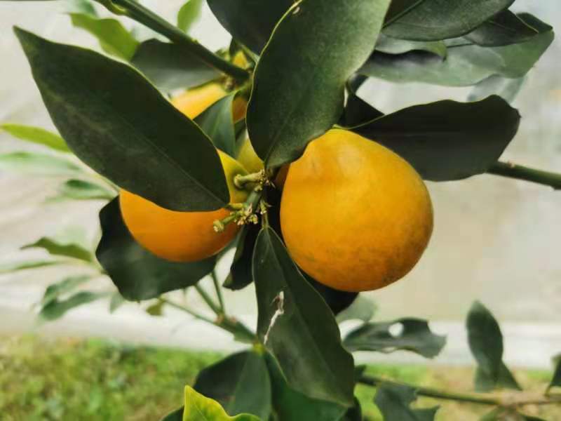 ���ܽ��